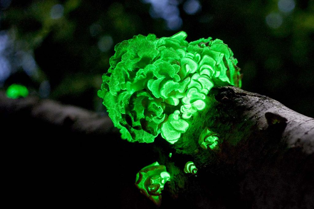 oyster-fungus-bio-luminescence-family-species-Mycenaean-Australia